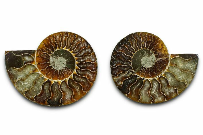 Cut & Polished Ammonite Fossil - Madagascar #377546